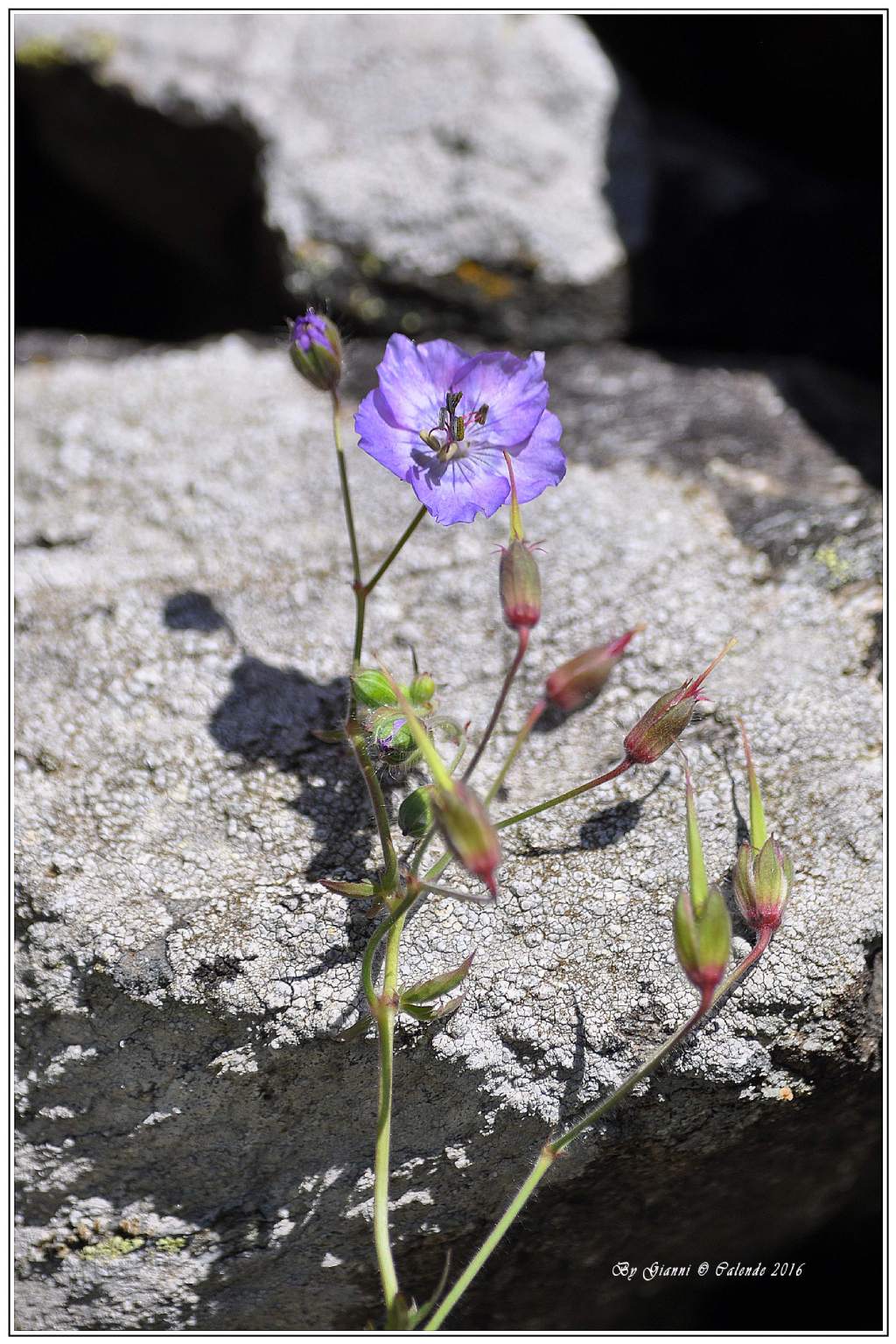 Geranium phaeum